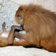 Baboons at the Vicennes Zoo (AP)